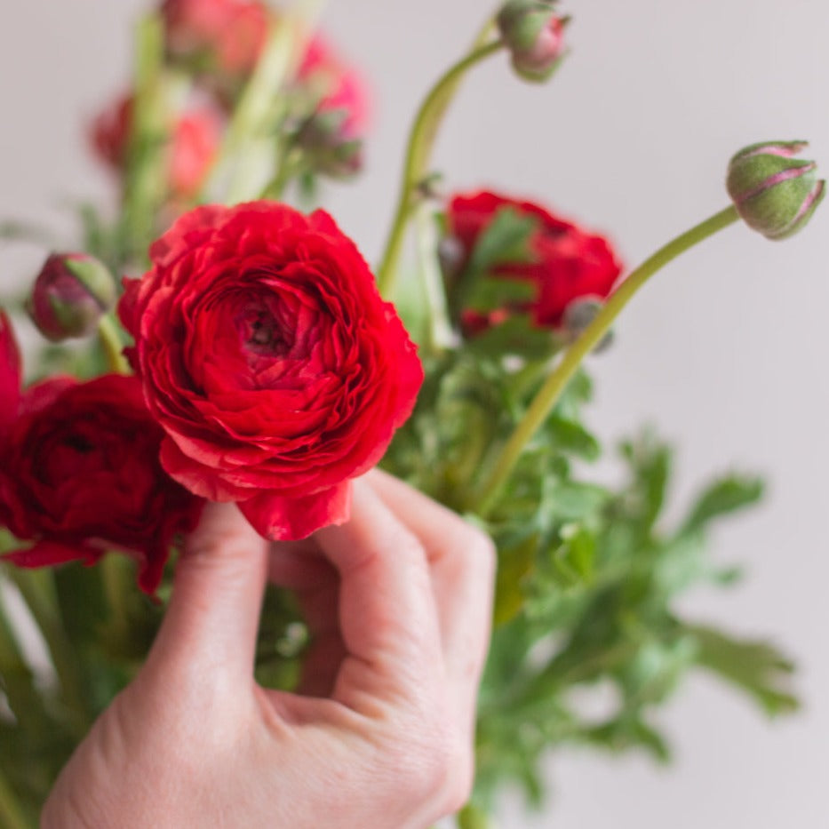 bulk red ranunculus