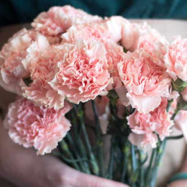 bulk light pink carnations