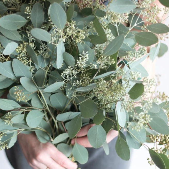 bulk seeded eucalyptus greenery