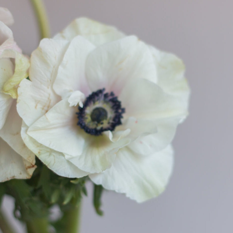 bulk white anemone flowers