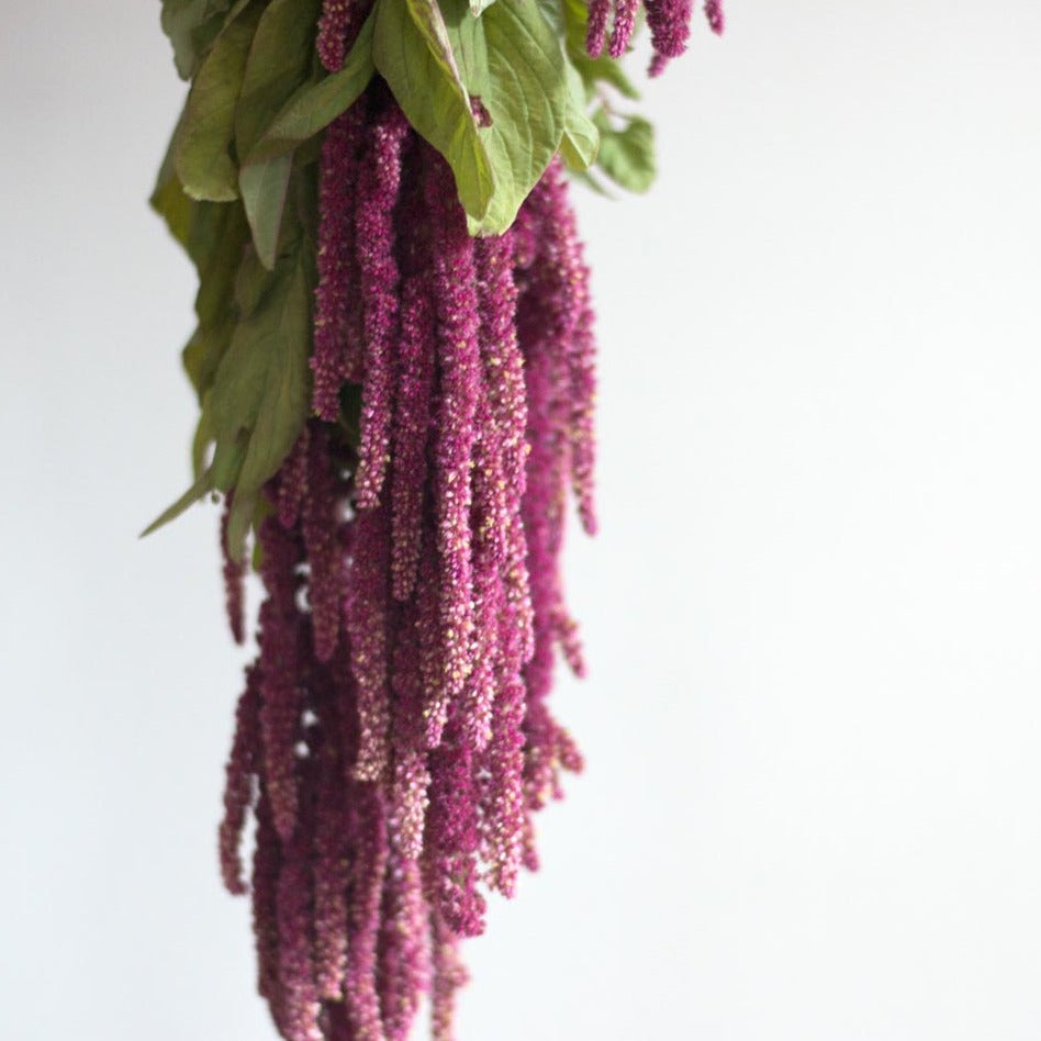 bulk red hanging amaranthus