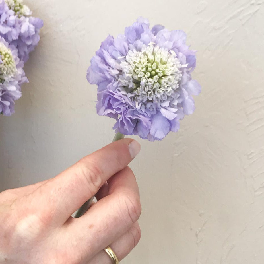 bulk lavender scabiosa