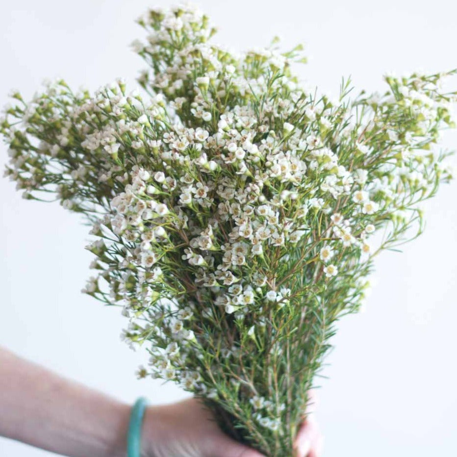 bulk white wax flowers