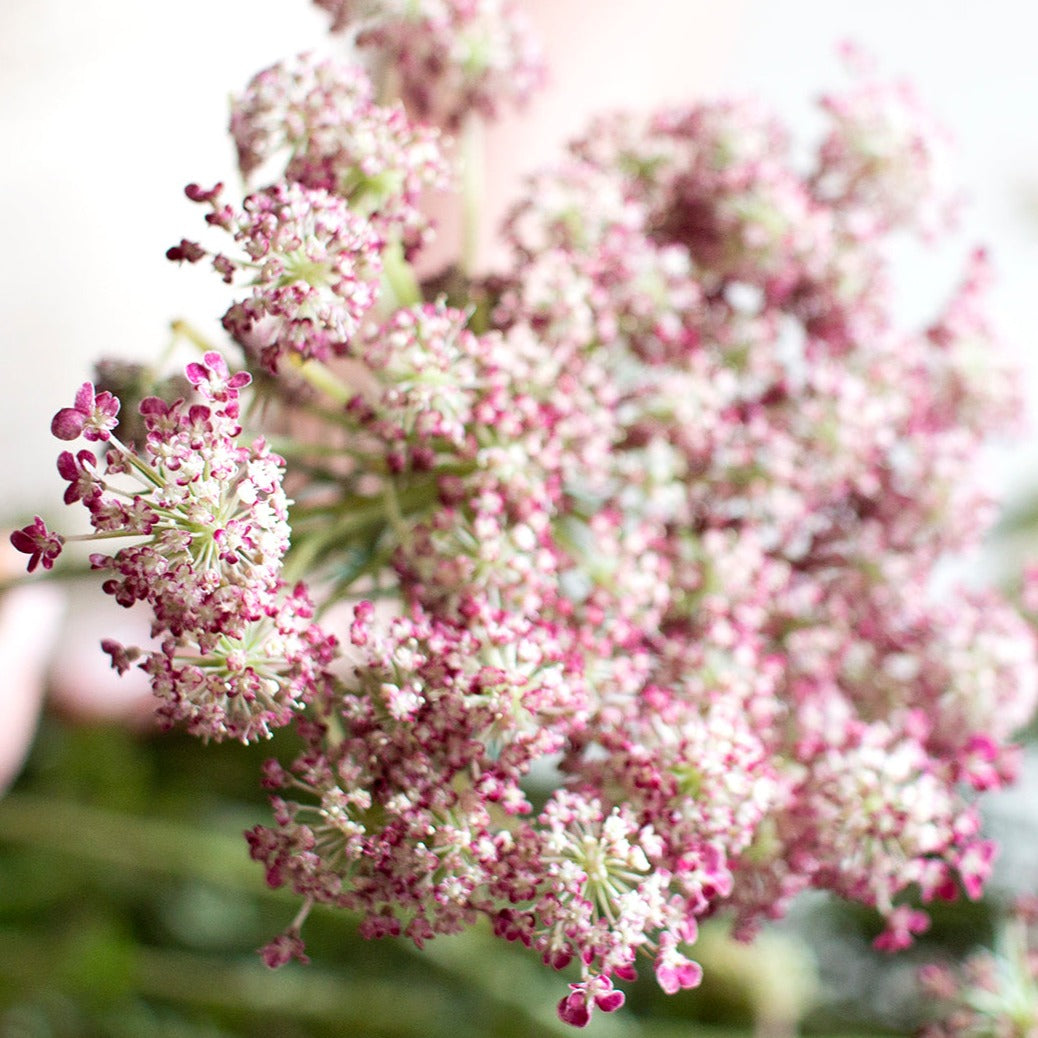 bulk chocolate queen anne's lace