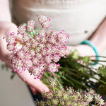 bulk chocolate queen anne's lace