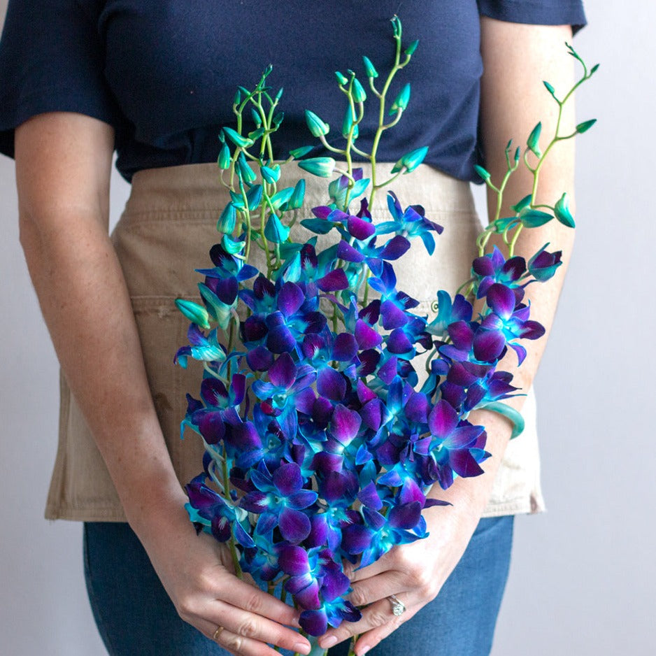 bulk blue dyed dendrobium orchids