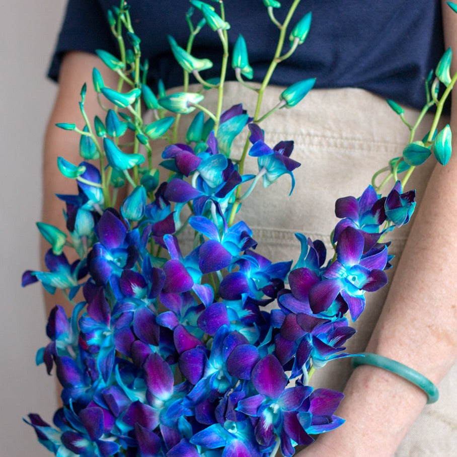 bulk blue dyed dendrobium orchids