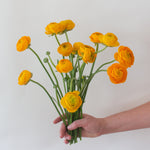 bulk yellow ranunculus