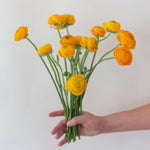 bulk yellow ranunculus