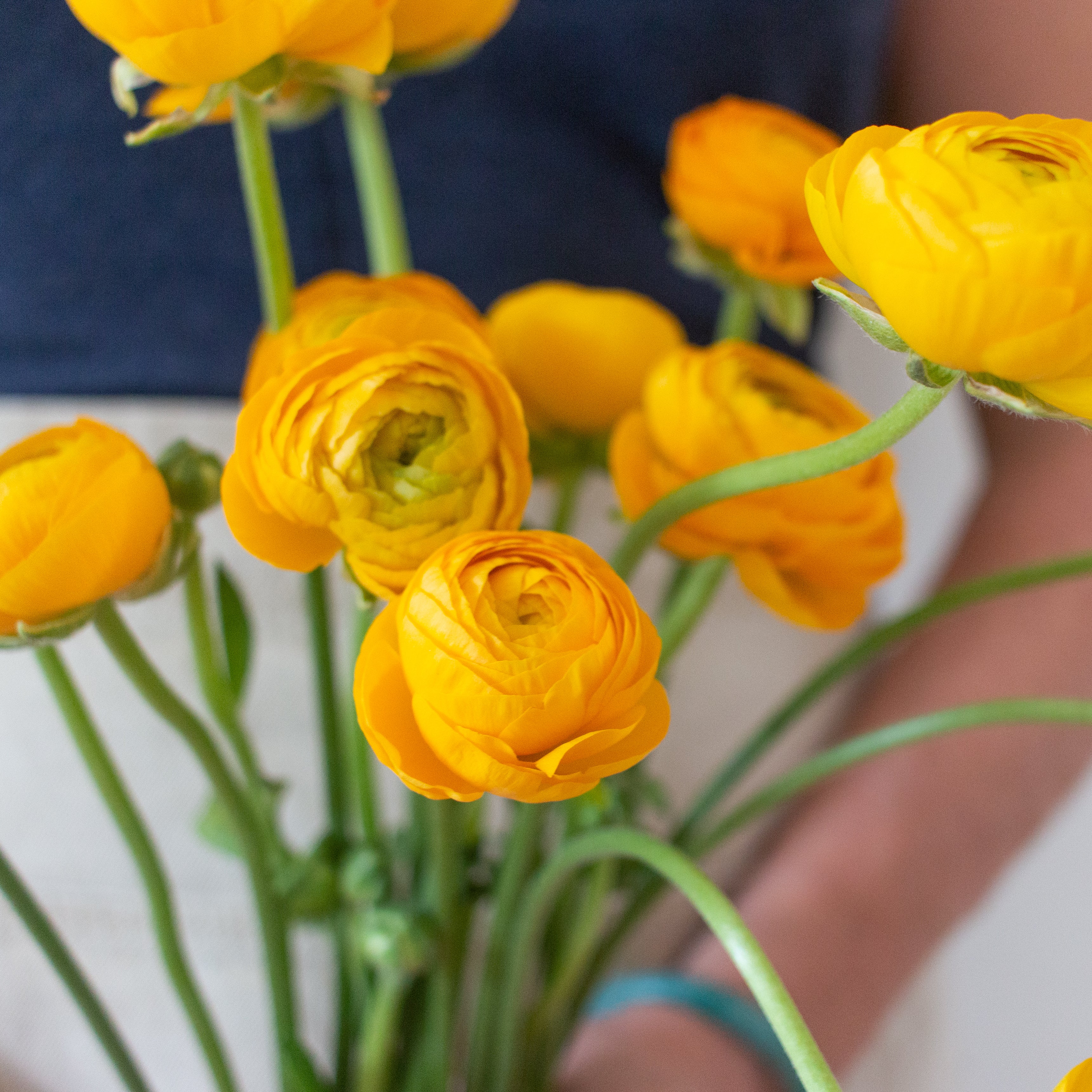 bulk yellow ranunculus