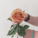 bulk golden mustard garden roses