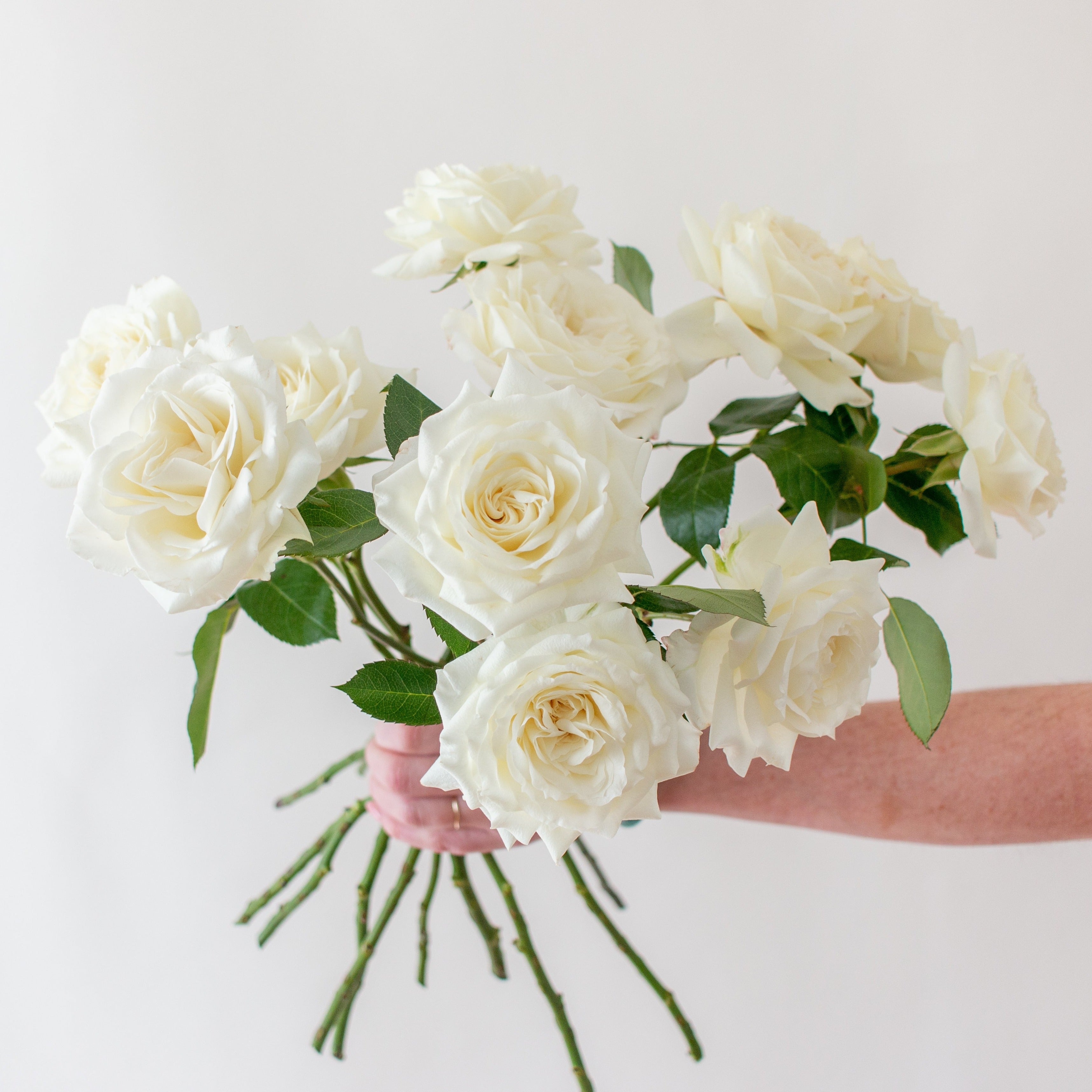 bulk white garden roses