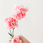 bulk light pink mini carnations