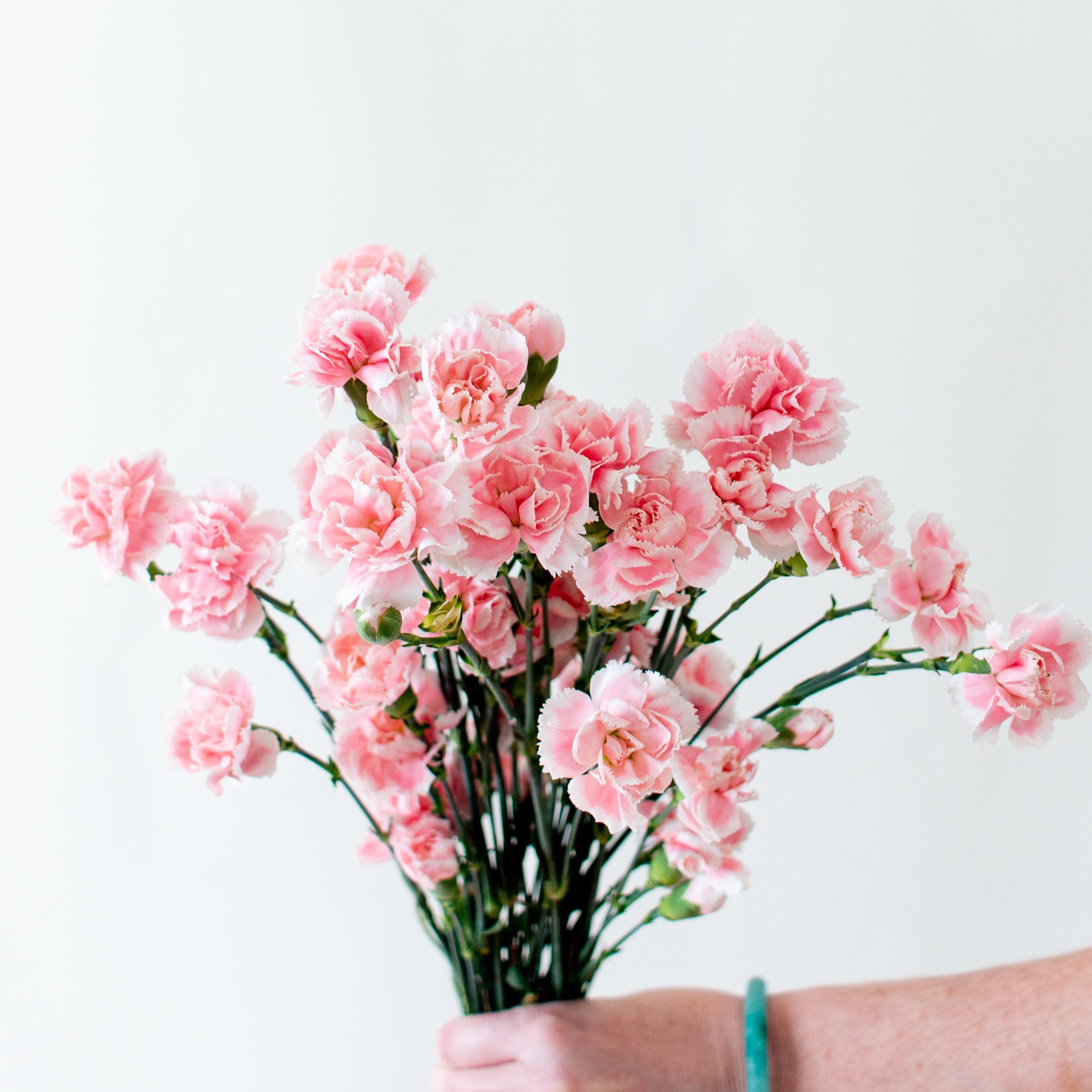 bulk light pink mini carnations