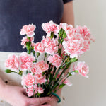 bulk light pink mini carnations