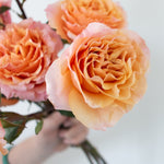 bulk peach garden roses