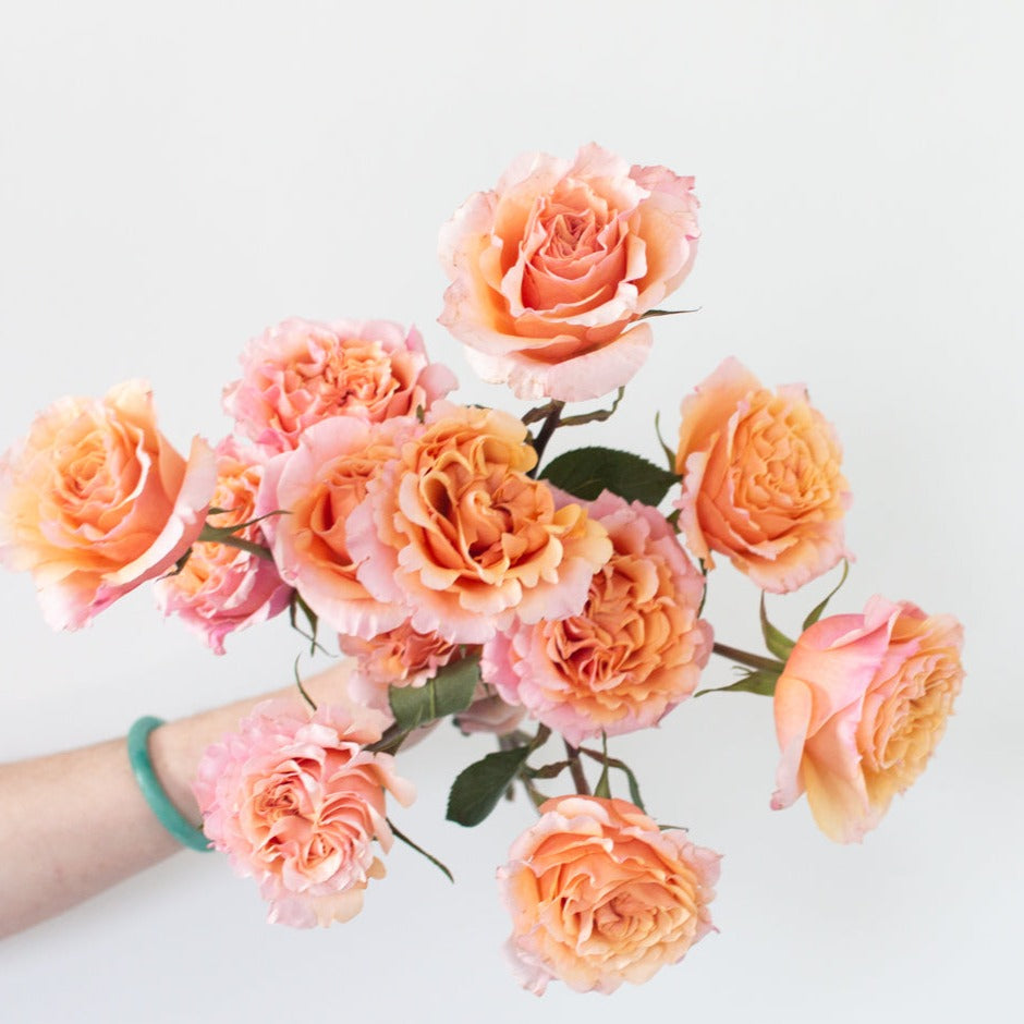 bulk peach garden roses