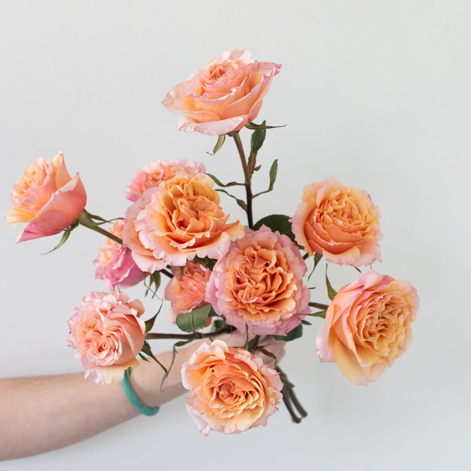 bulk peach garden roses