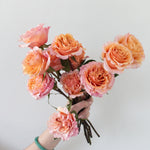 bulk peach garden roses