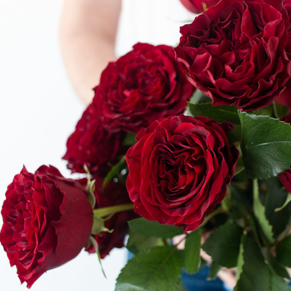 bulk red garden roses