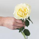 mayra's white wedding garden roses