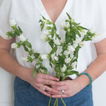 bulk white campanula