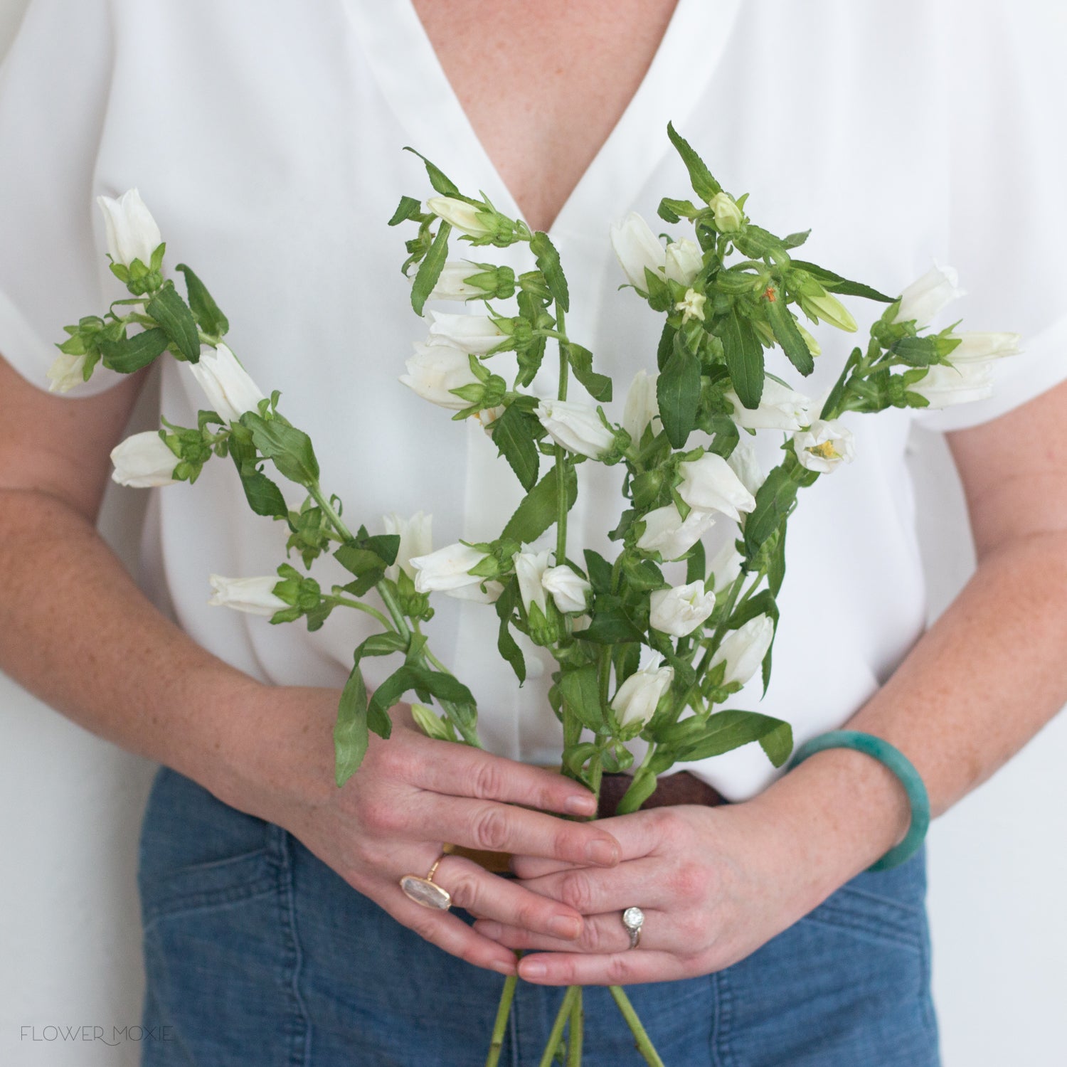 bulk white campanula