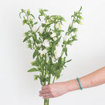 bulk white campanula