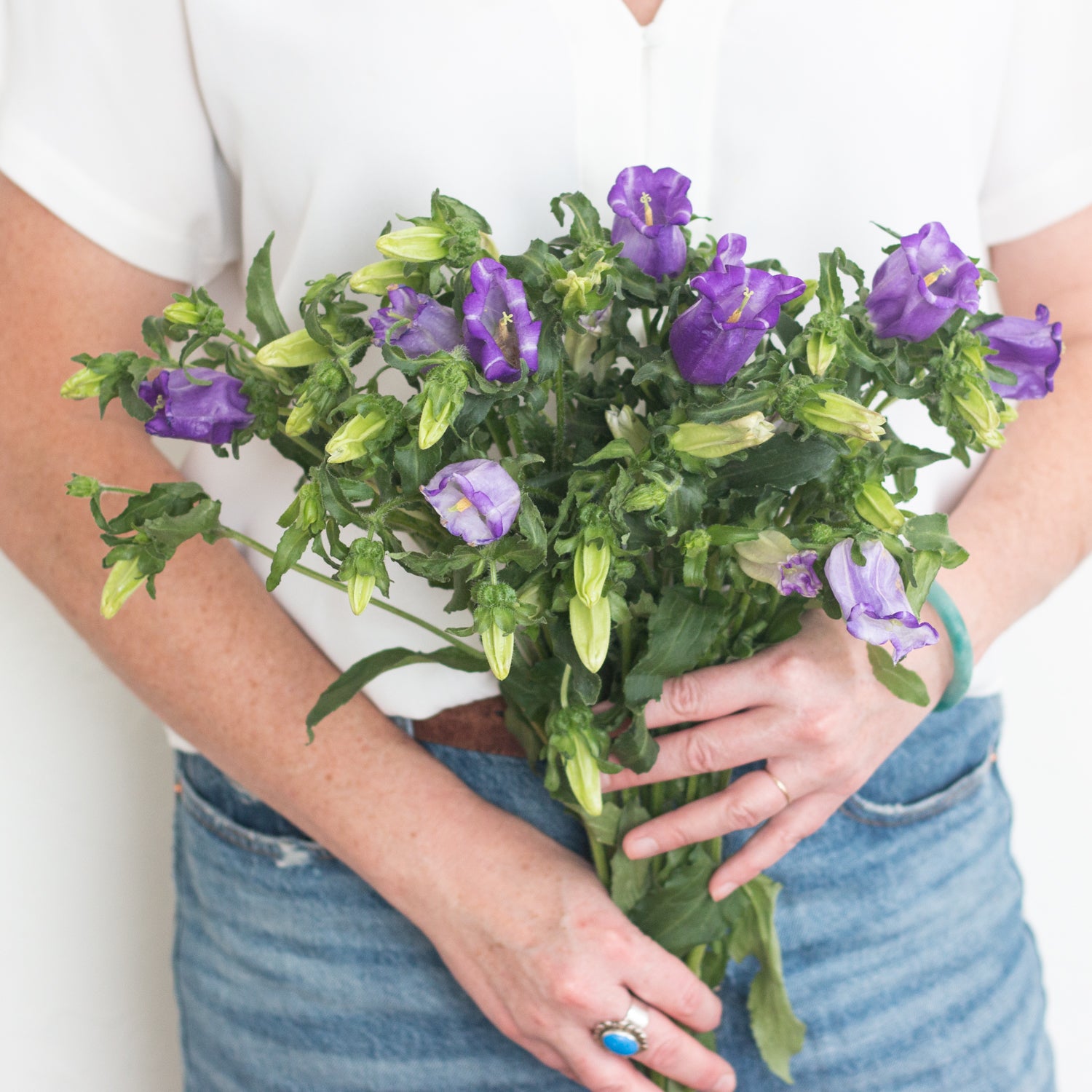 bulk purple campanula