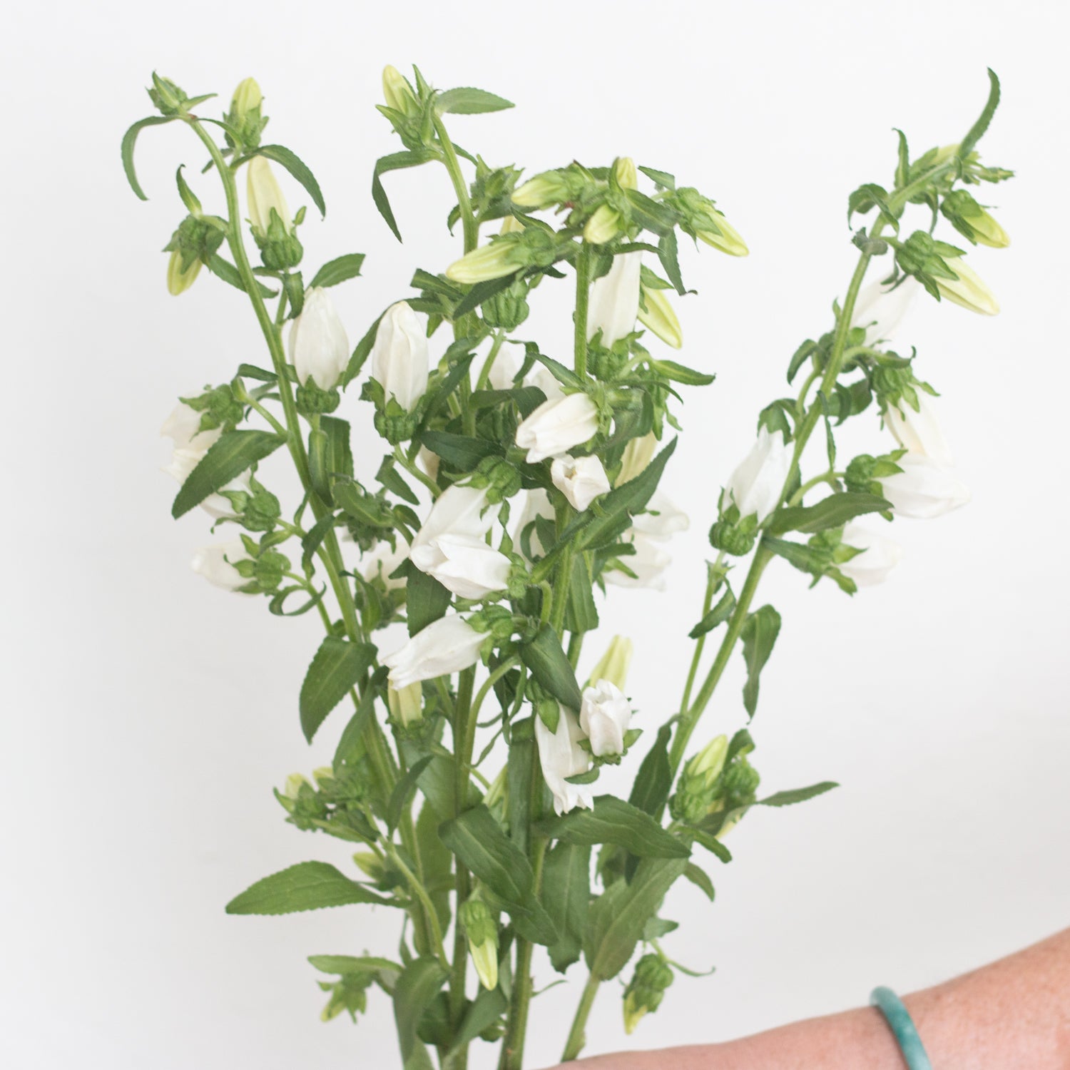 bulk white campanula