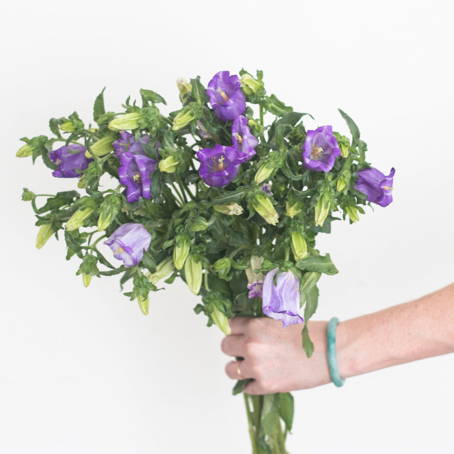 bulk purple campanula