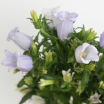 bulk lavender campanula