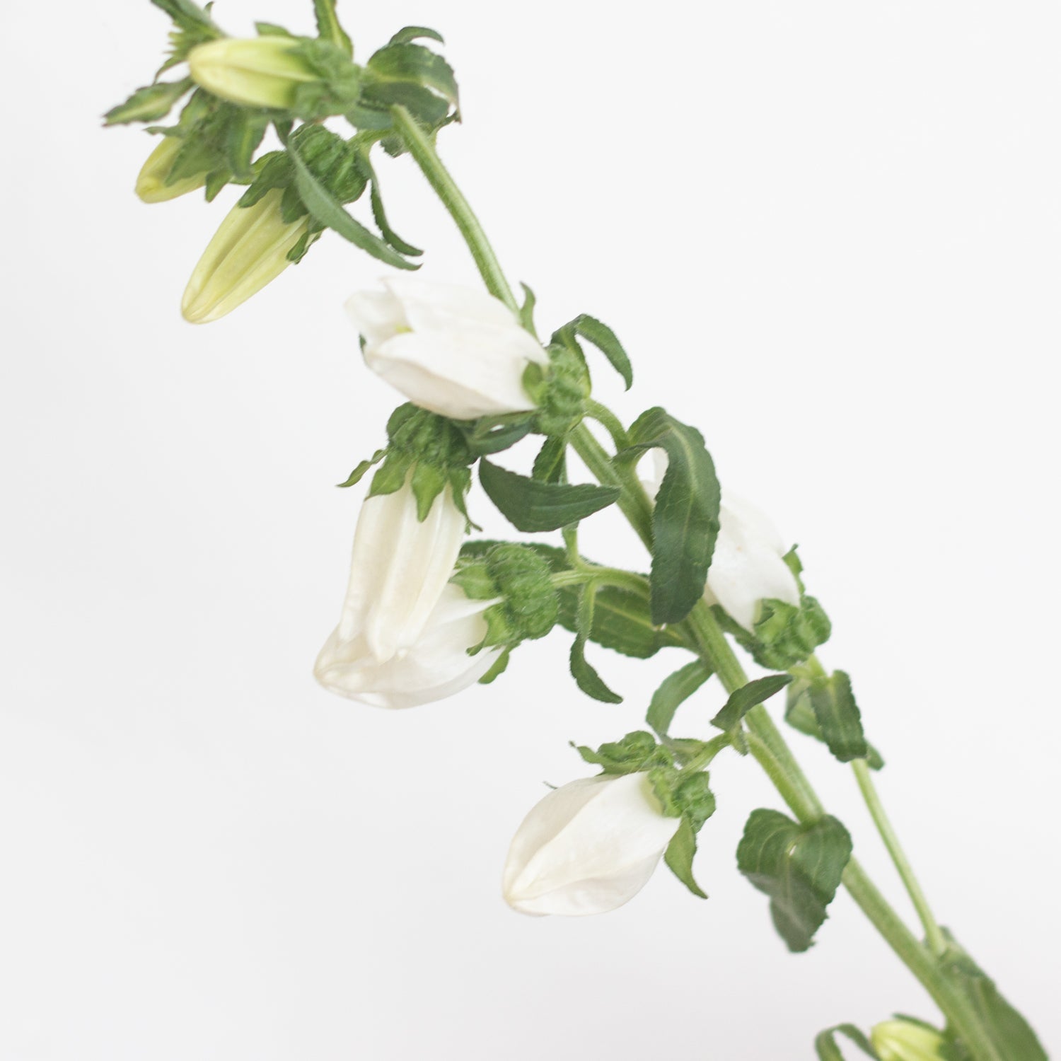 bulk white campanula