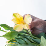 bulk yellow alstroemeria