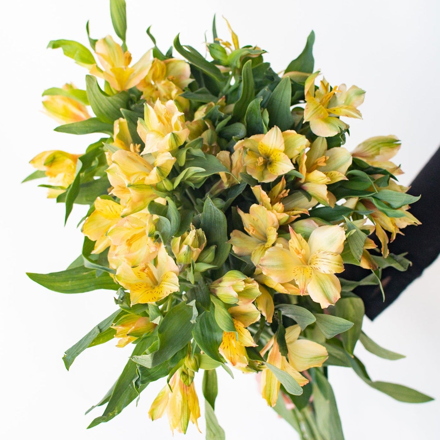 bulk yellow alstroemeria