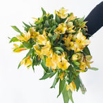 bulk yellow alstroemeria