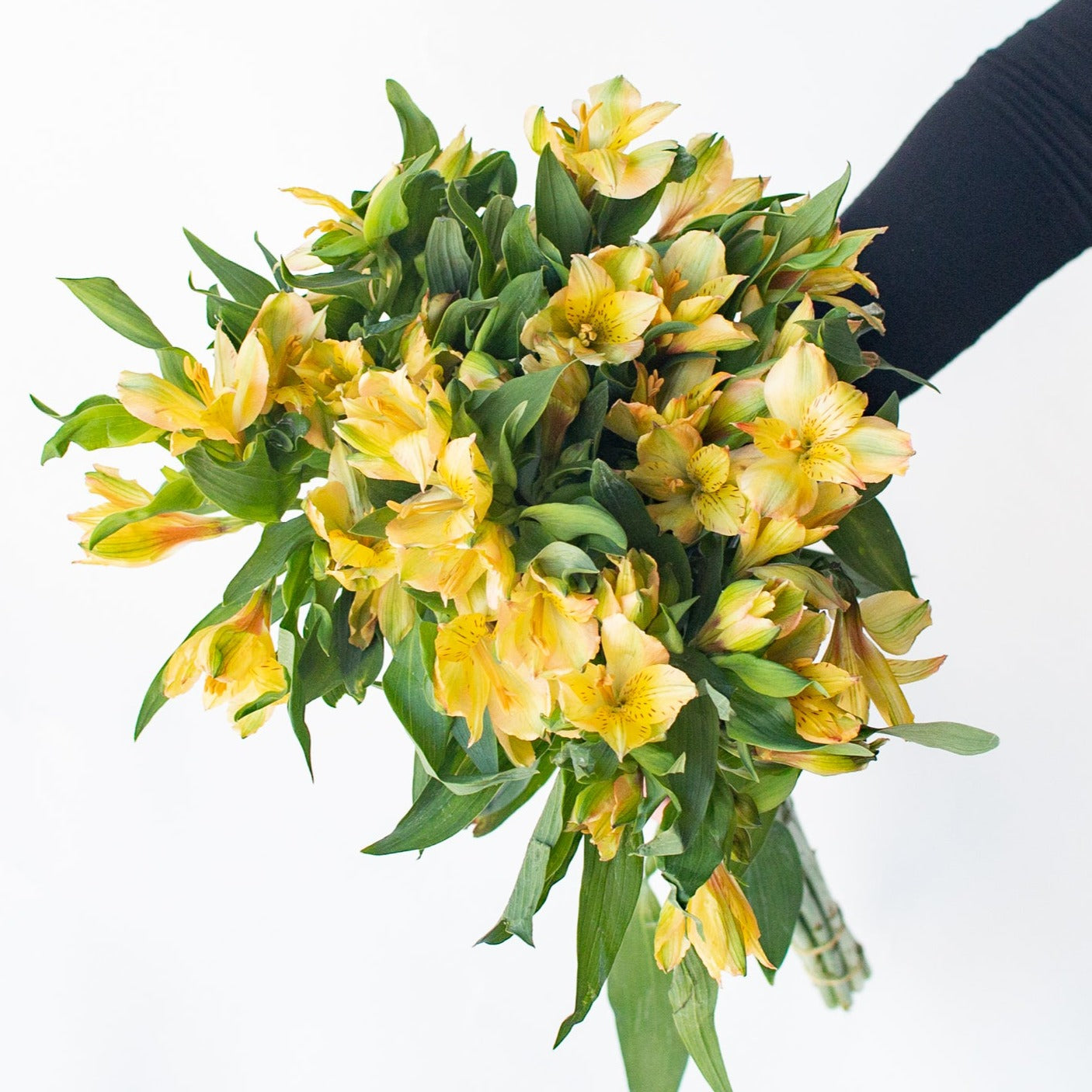 bulk yellow alstroemeria