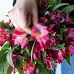 bulk dark pink alstroemeria