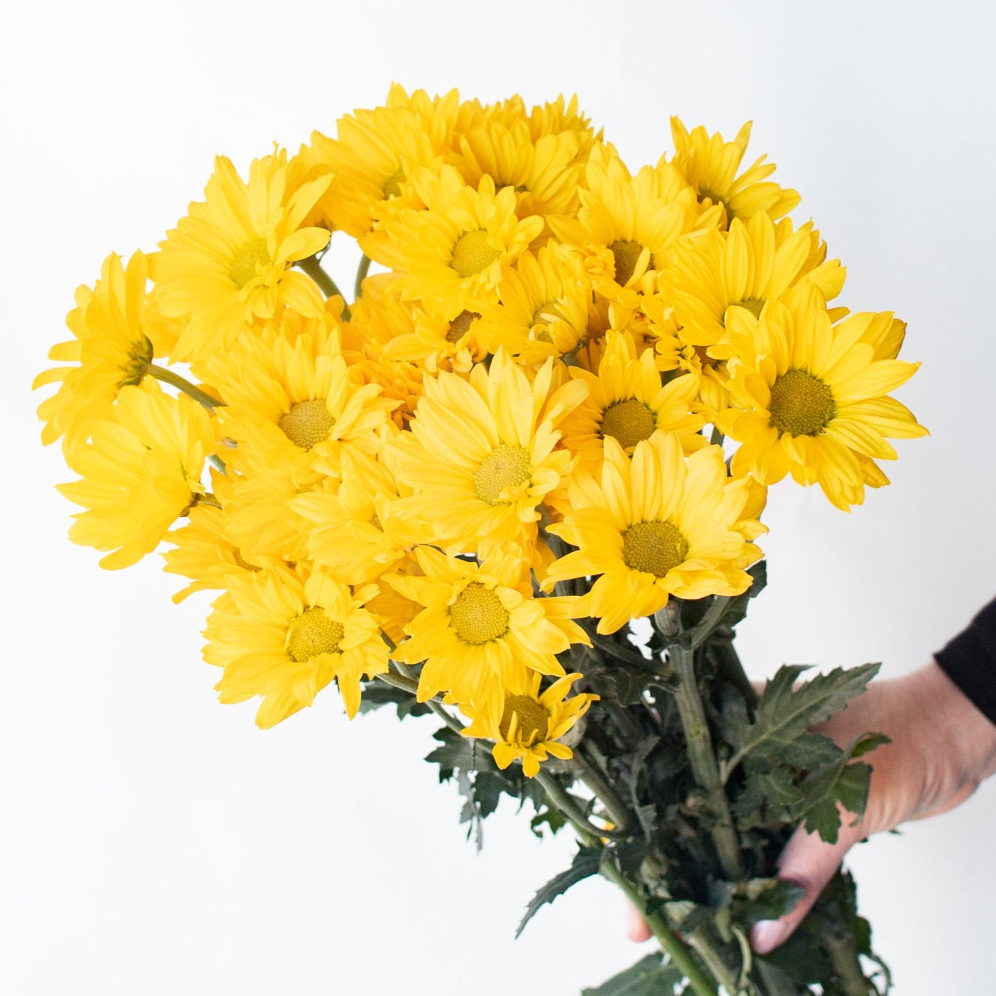 bulk yellow daisy poms