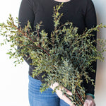 bulk parvifolia eucalyptus