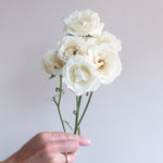 bulk white cream spray roses