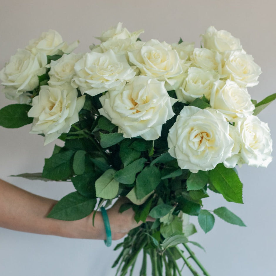 bulk white roses