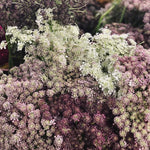 bulk chocolate queen anne's lace